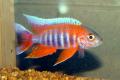 (C. Aulonocara) Aulonocara Eureka Red